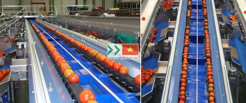 Băng tải phân loại cà chua theo kích cỡ, màu sắc