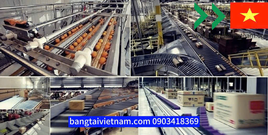 Hệ thống băng tải phân loại tối ưu cho sản xuất